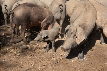 A group of iberian pigs and a piglet at the farm - obrazy, fototapety, plakaty
