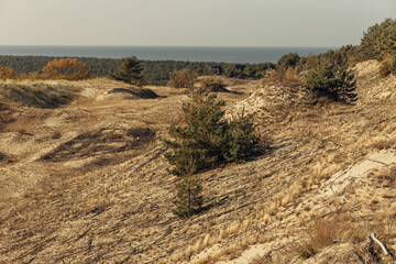 Panoramic view of the golden sand dunes of the Curonian Spit. The coastline of the Baltic Sea, forest belt, shrubs and grass on sand dunes.