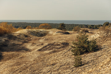 Panoramic view of the golden sand dunes of the Curonian Spit. The coastline of the Baltic Sea,...