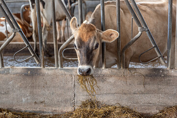 Dairy cows in the barn, global warming concept