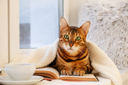Cute green-eyed bengal cat on window sill under knitted plaid read book,in cozy home modern interior,near cup of tea.Creative photo of cold pet,animal in winter indoor.Education, development concept