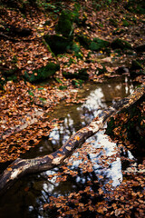Müllerthal oder Müllerdall in Luxemburg in Herbst