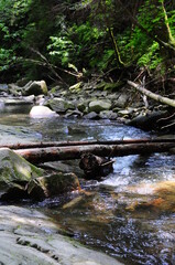 Mountain river of the Ukrainian Carpathians with many stone rapids and fallen tree trunks.