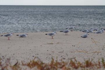 Seagulls resting on the sea beach against the backdrop of sea water.