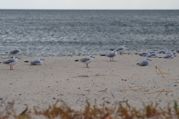 Seagulls resting on the sea beach against the backdrop of sea water.