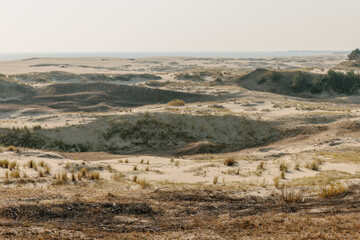 Panoramic view of the golden sand dunes of the Curonian Spit. The coastline of the Baltic Sea, forest belt, shrubs and grass on sand dunes.