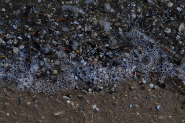 Background of seashells, many amazing seashells. Sea beach background. Texture of marine bivalve mollusks of the Grebintsev family (Pectinidae). Bivalve mollusks