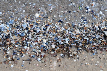 Background of seashells, many amazing seashells. Sea beach background. Texture of marine bivalve mollusks of the Grebintsev family (Pectinidae). Bivalve mollusks