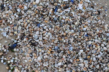 Background of seashells, many amazing seashells. Sea beach background. Texture of marine bivalve mollusks of the Grebintsev family (Pectinidae). Bivalve mollusks