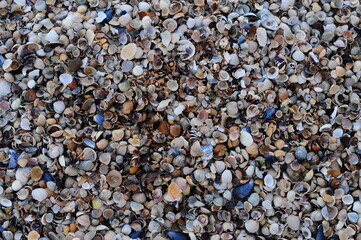 Background of seashells, many amazing seashells. Sea beach background. Texture of marine bivalve mollusks of the Grebintsev family (Pectinidae). Bivalve mollusks