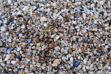 Background of seashells, many amazing seashells. Sea beach background. Texture of marine bivalve mollusks of the Grebintsev family (Pectinidae). Bivalve mollusks