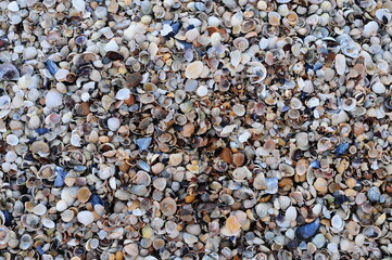 Background of seashells, many amazing seashells. Sea beach background. Texture of marine bivalve mollusks of the Grebintsev family (Pectinidae). Bivalve mollusks