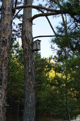 Birdhouse on a tree trunk