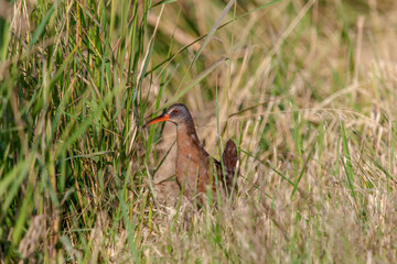 Virginia Rail on Alert
