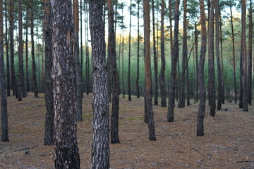 Coniferous forest © Олександр Маляренко