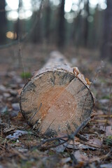 Fototapeta na wymiar Sawn trunk of a tree lying on the ground. A log lying on the ground.