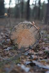 Sawn trunk of a tree lying on the ground. A log lying on the ground.
