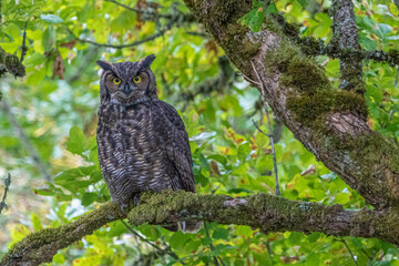 Great-horned Owl