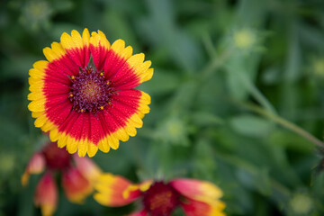 Morning Dew on Flower