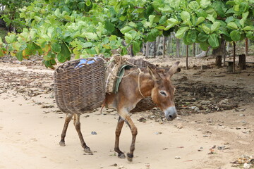 Brazilian donkey transportation