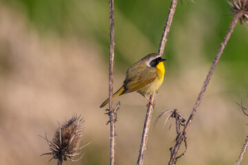 Common Yellowthroat