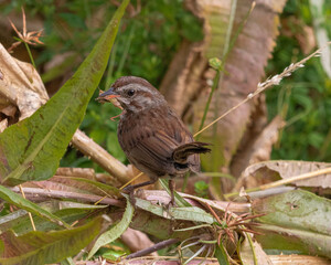 Song Sparrow with grasshopper