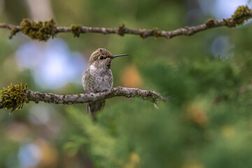 Anna's Hummingbird