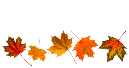 autumn leaves on white background. with shadows, clipping path  for isolation without shadows on white