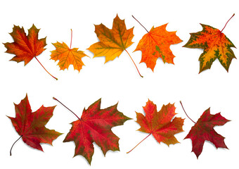 autumn leaves on white background. with shadows, clipping path  for isolation without shadows on white