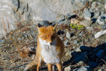 Fototapeta premium Fox in Romania