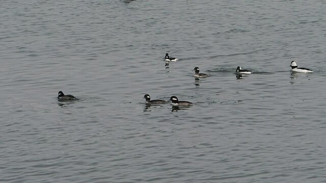 Flock of hooded mergansers hunting for fish near ocean shore