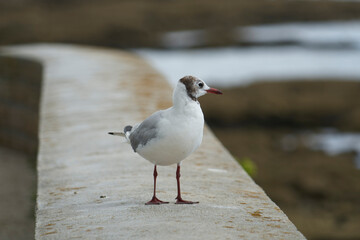Petite mouette rieuse .