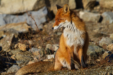 Fox