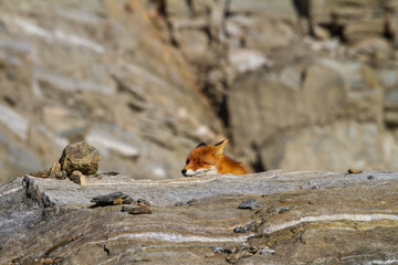 Fox in observation