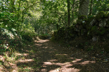 Forest trail in the Ribera Sacra, Galicia.