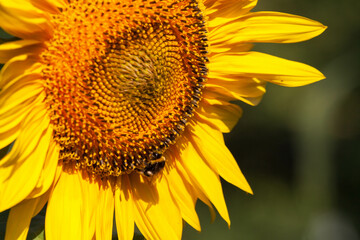 Obraz premium Blooming bright yellow sunflower. Sunflower field at the farm. Ripe sunflower seeds surrounded by yellow leaves in spring.