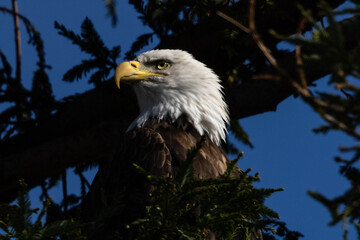 Close-up of a bald eagle , seen in the wild in  North California