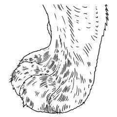 Fluffy big cat paw or leg. Cute feline clutches of wild animal, tiger, leopard, jaguar or puma. Vector.