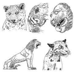 Set of live tiger and leopard in different view roaring and growling. Drawing of live and made of stone muzzle. Animals of Asia, Chinese lunar New Year symbol. Vector.