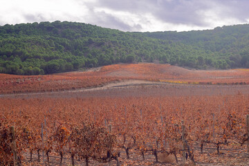 Los  viñedos de Vega Sicilia  en otoño ; uno de los vinos españoles más reconocidos a nivel...