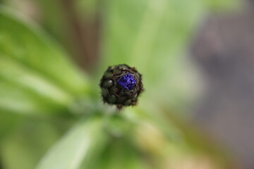 Lila Blume Knospe Nahaufnahme