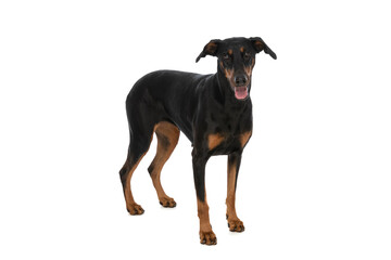 Obraz premium cute dobermann puppy sticking out tongue while standing in studio