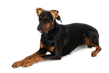 cute dobermann dog with animal print headband closing eyes