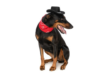 curious dobermann doggy with hat and bandana looking to side