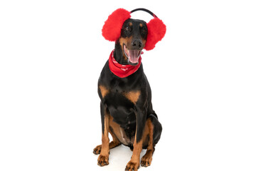 adorable dobermann dog with polar ears and bandana sticking out tongue
