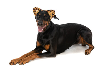 sweet dobermann puppy with animal print ears sticking out tongue