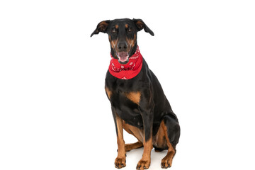 happy dobermann puppy with bandana and tongue exposed