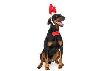 adorable dobermann doggy with rabbit ears and bowtie sticking out tongue