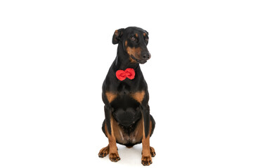 shy dobermann dog with red bowtie looking up and sitting