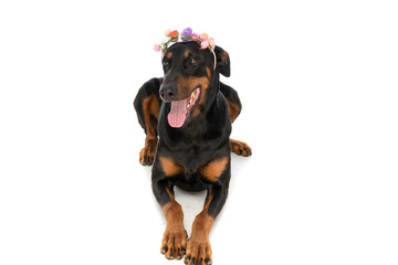 happy dobermann dog with flowers headband laying down and panting